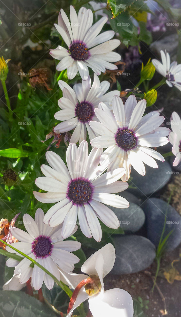 white and purple daisies