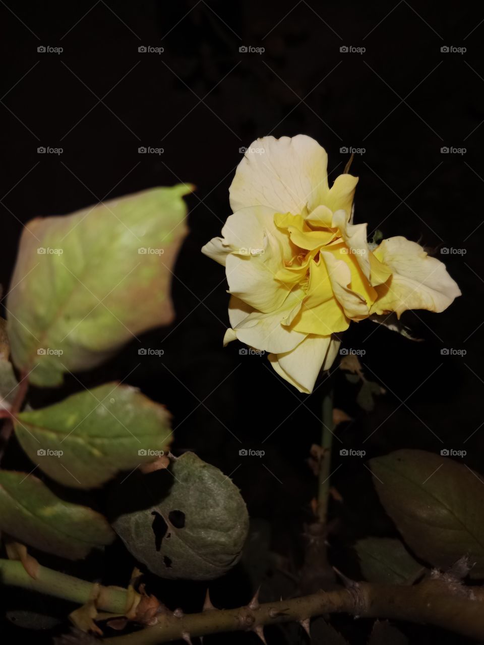 yellow Rose Flower