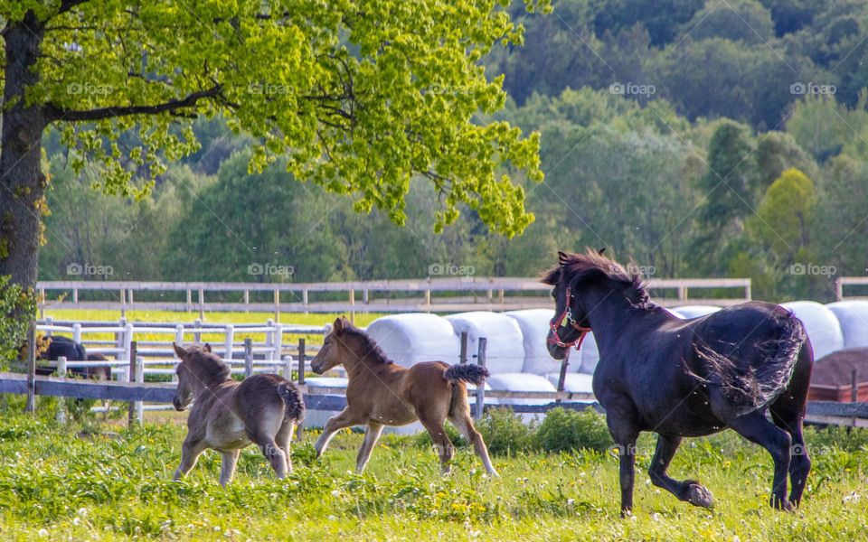 Spring is finaly here. Everybody is happy ,even the animals.
Family happines amoung the horses.
What a pleasure.