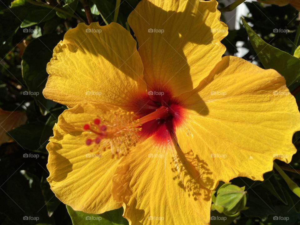 Beautiful hibiscus 