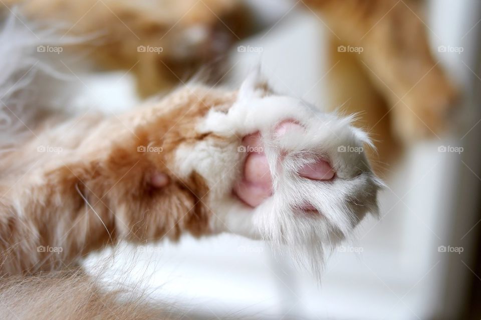 cat paw