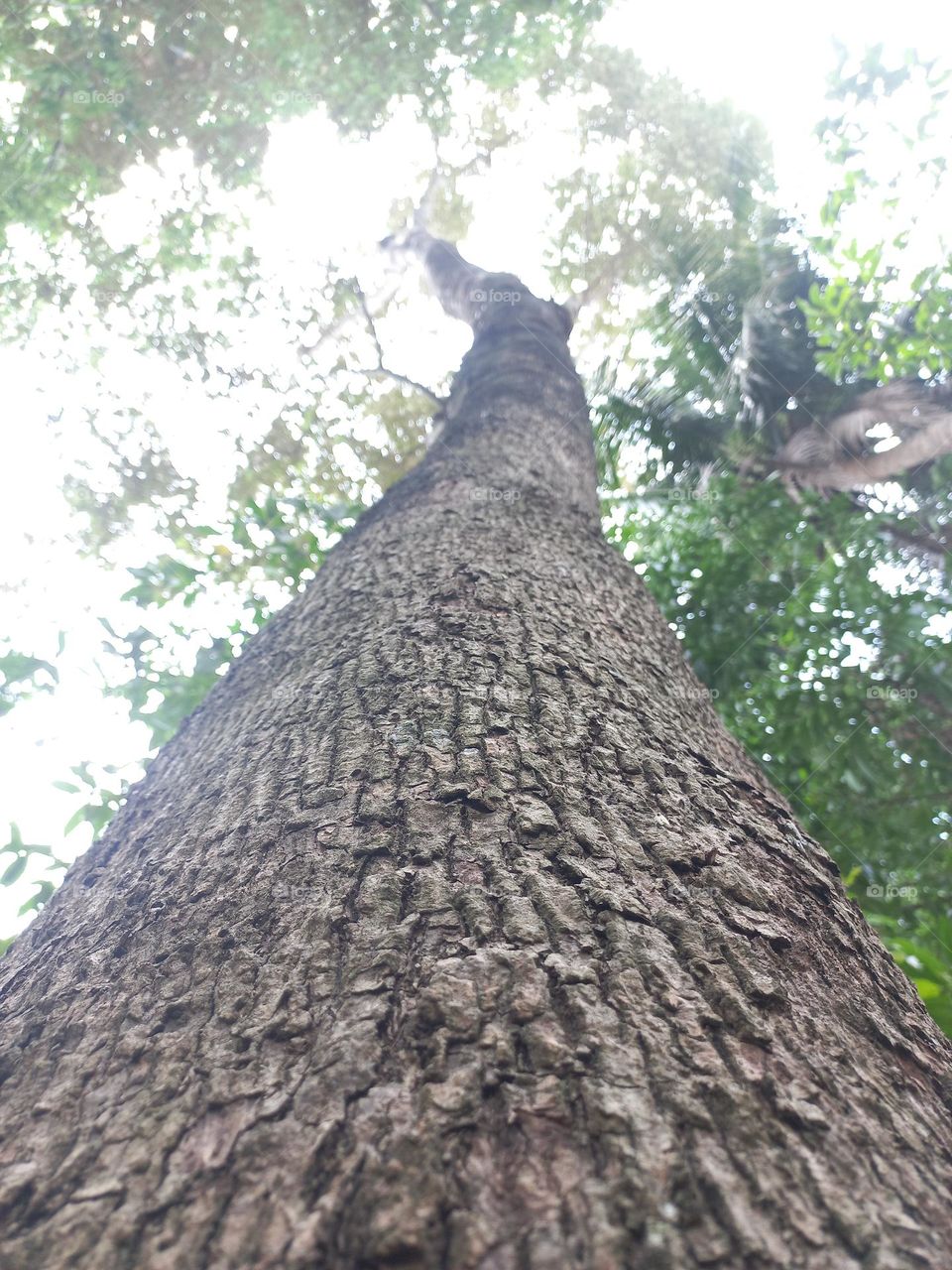 Trees are woody plants with the main characteristic of the trunk having a single tree.
