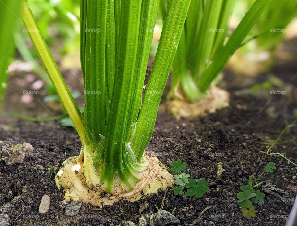 The fruits of the earth