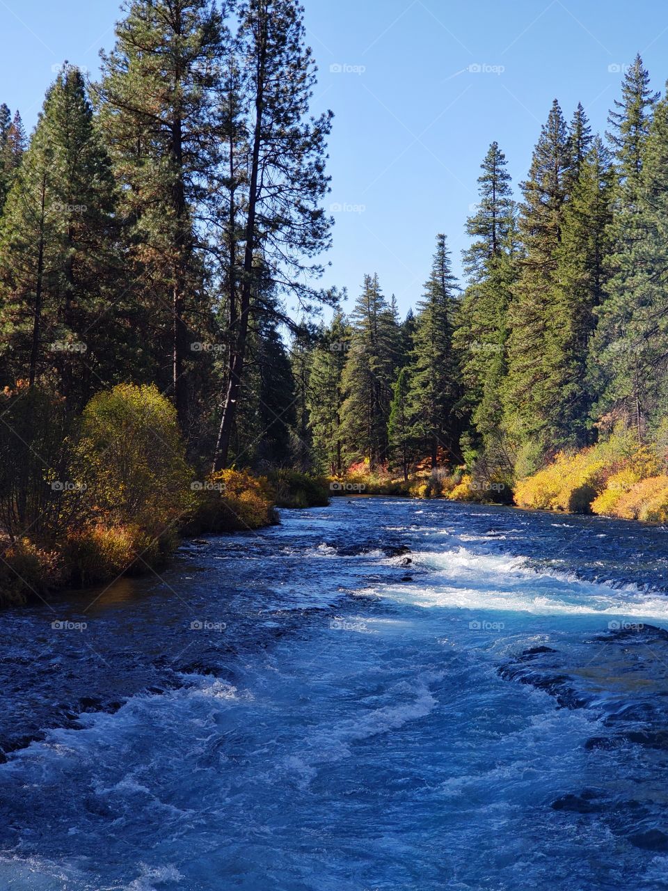 Stunning fall colors on the riverbanks of the turquoise waters of the Metolius River at Wizard Falls in Central Oregon on a sunny autumn morning.