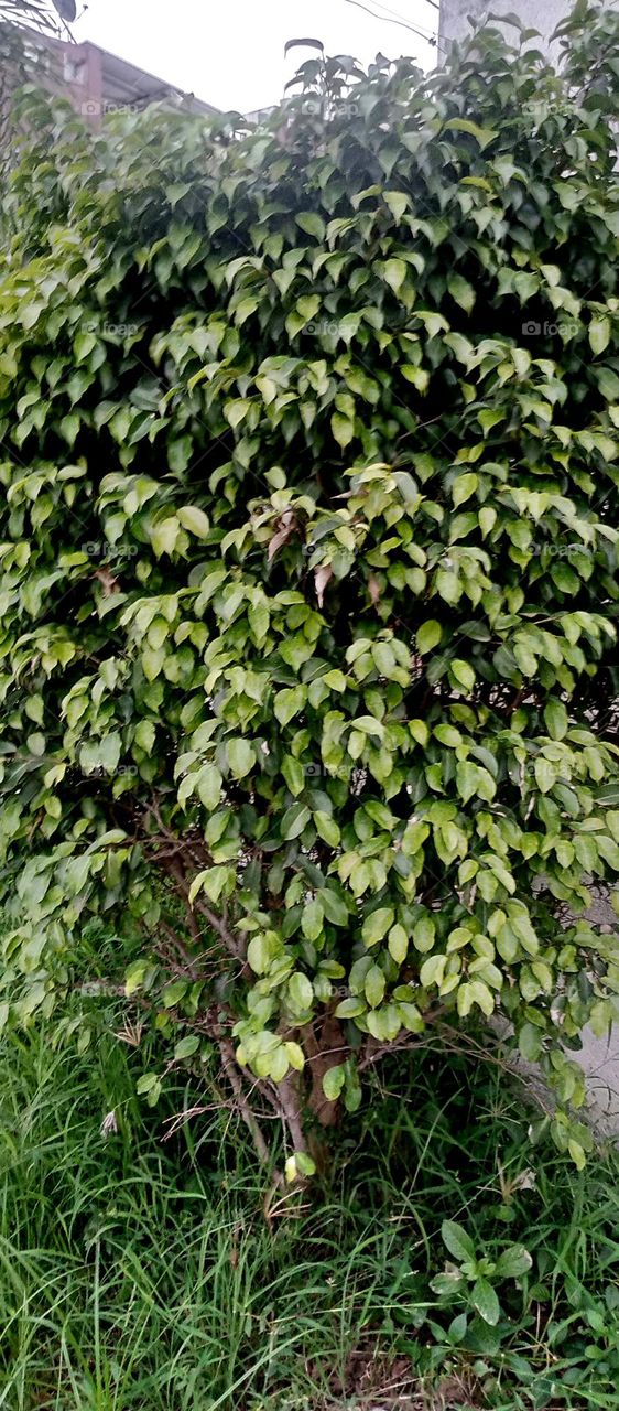 best green leaf plant looks so nice light green colour plant in society plant