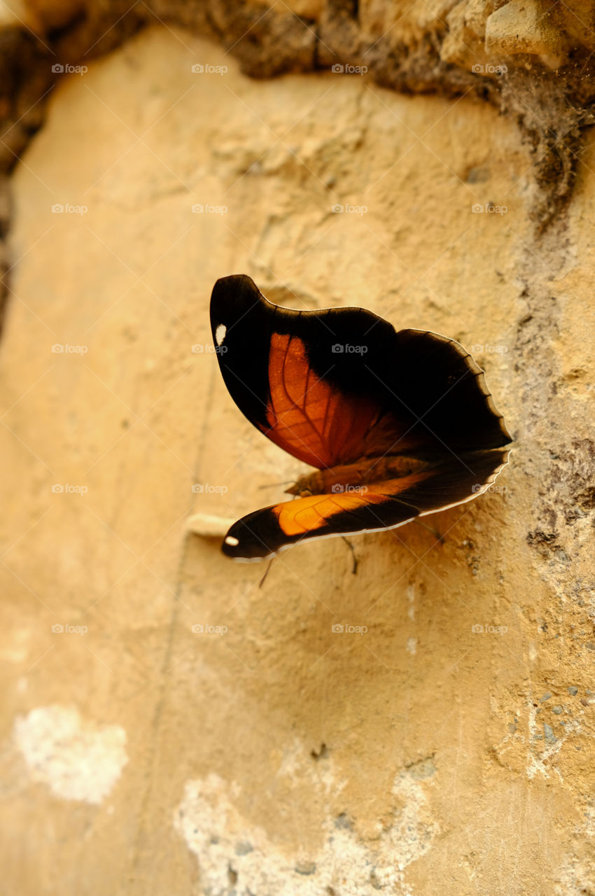 Red and black butterfly on wall