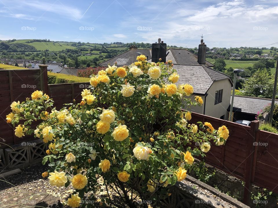A terrific rose bush crammed full with amazing blooms of yellow roses, in Devon, UK