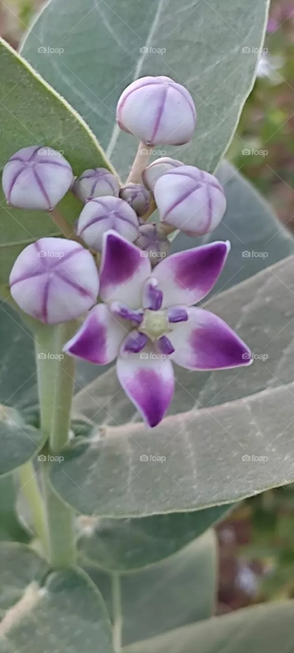 crown flower