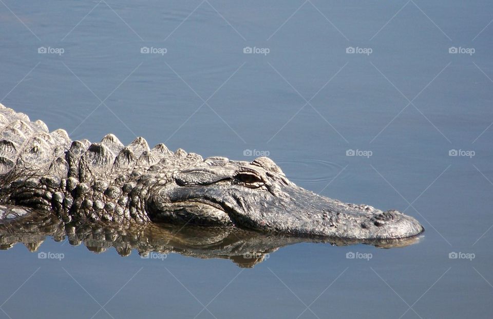 What a croc