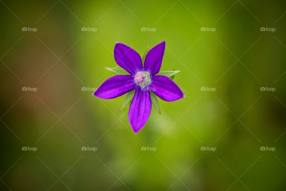 Top view of a Venus’ Looking Glass bloom. 