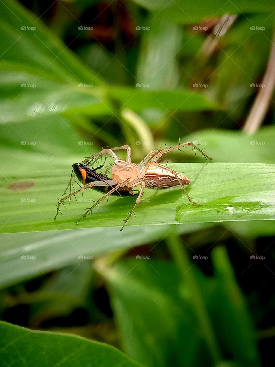 the spider gets its first breakfast