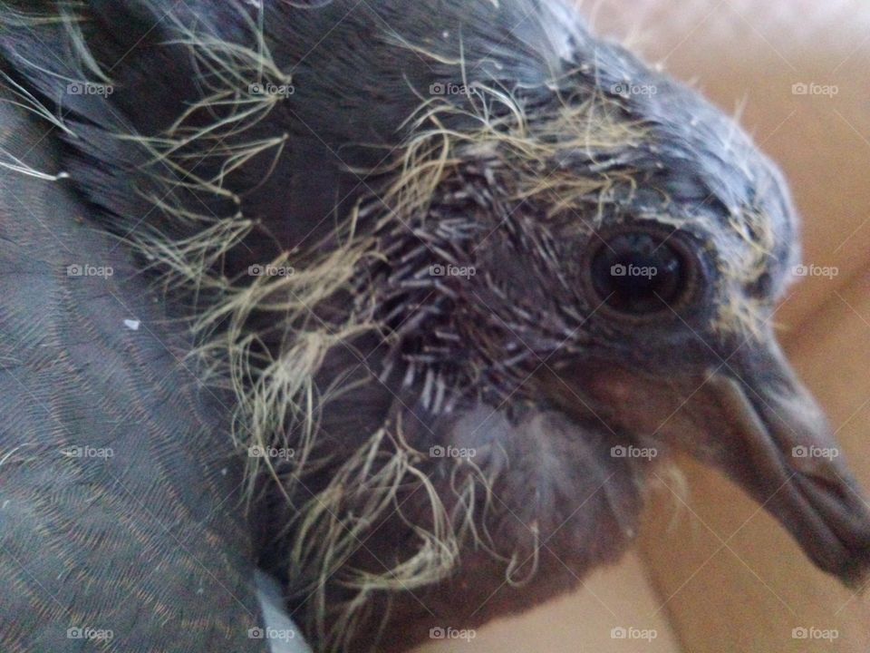 Pigeon chick. the young one

the young one
the young one