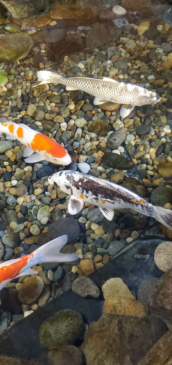 Japanese Koi