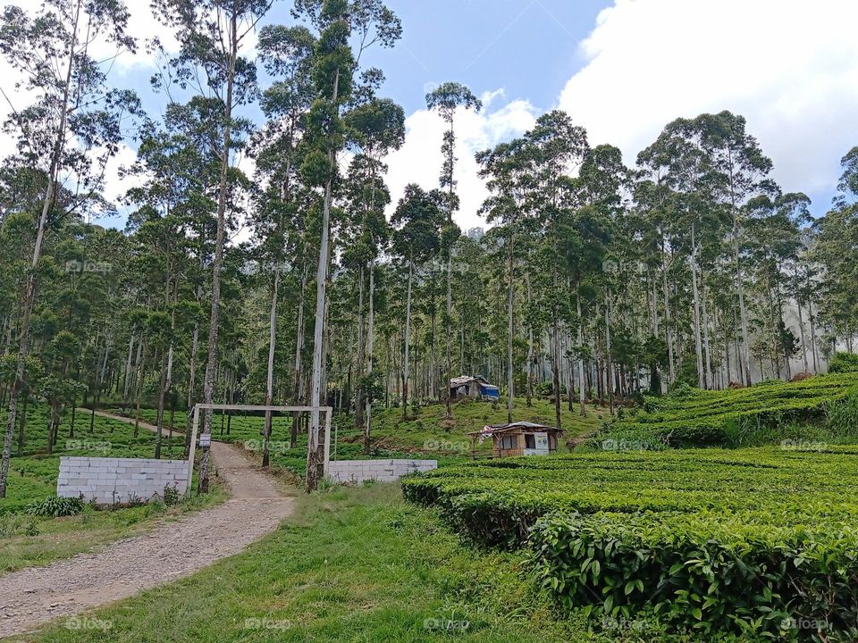 tea plantation