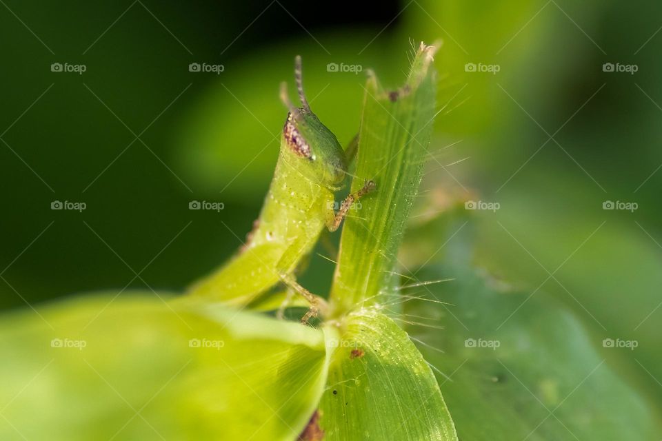 Baby grass hopper
2.8 iso800 1/250s