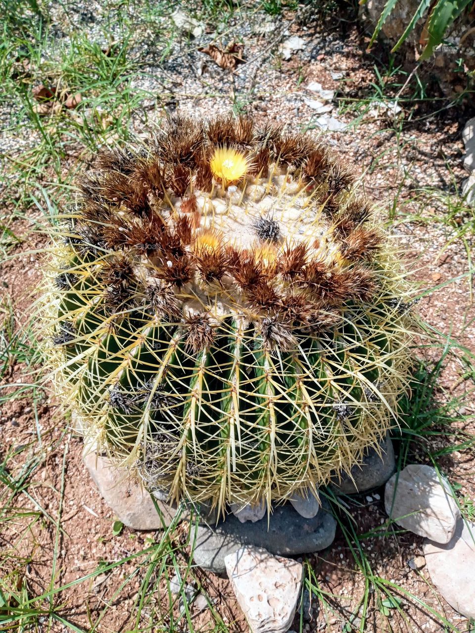 Cactus