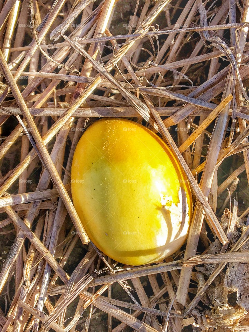 Looks like an egg