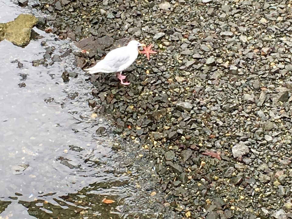 Seagull happy with his prey