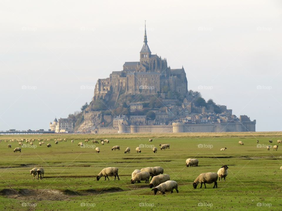 Pasture at Mont Saint-Michel