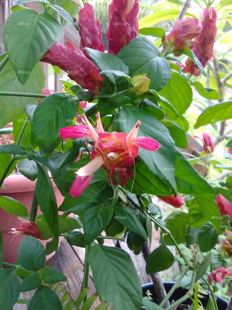 Shrimp Plant Bloom's!