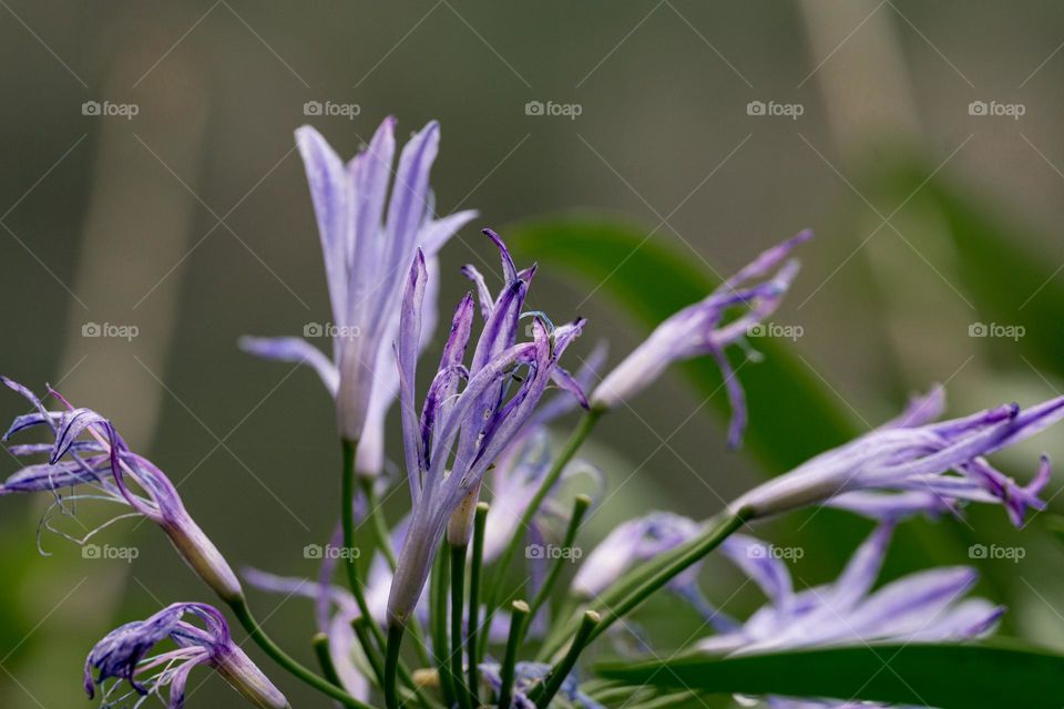 flowering hosta