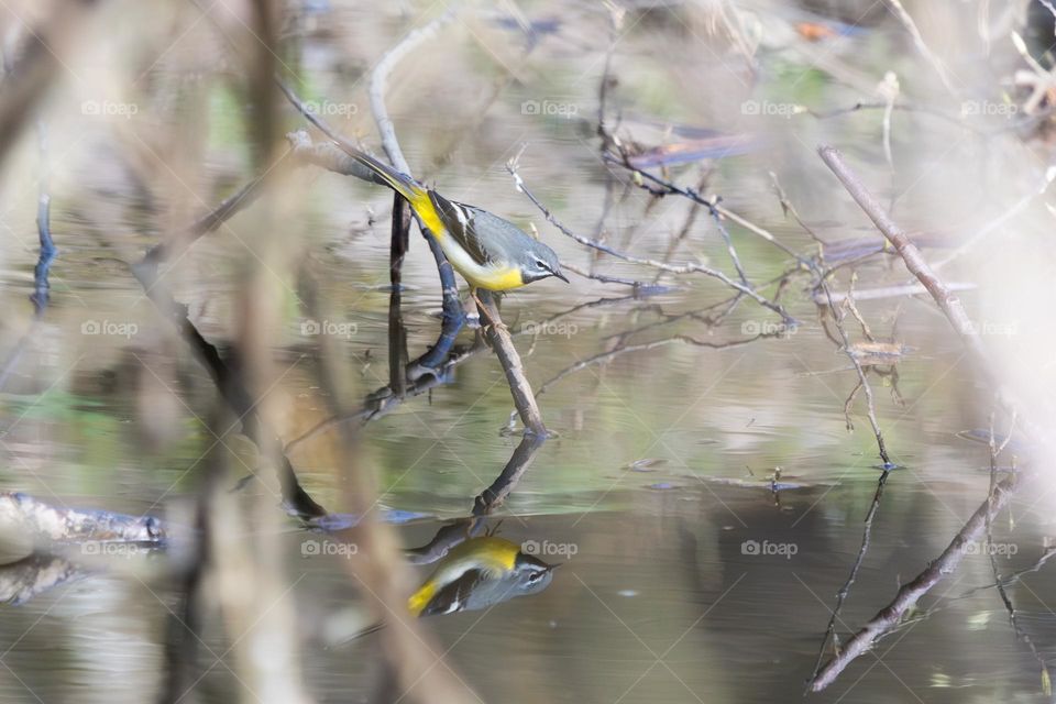 Beautiful migrated yellow grey wagtail bird on a tree branch at spring looking on its reflection in the water 