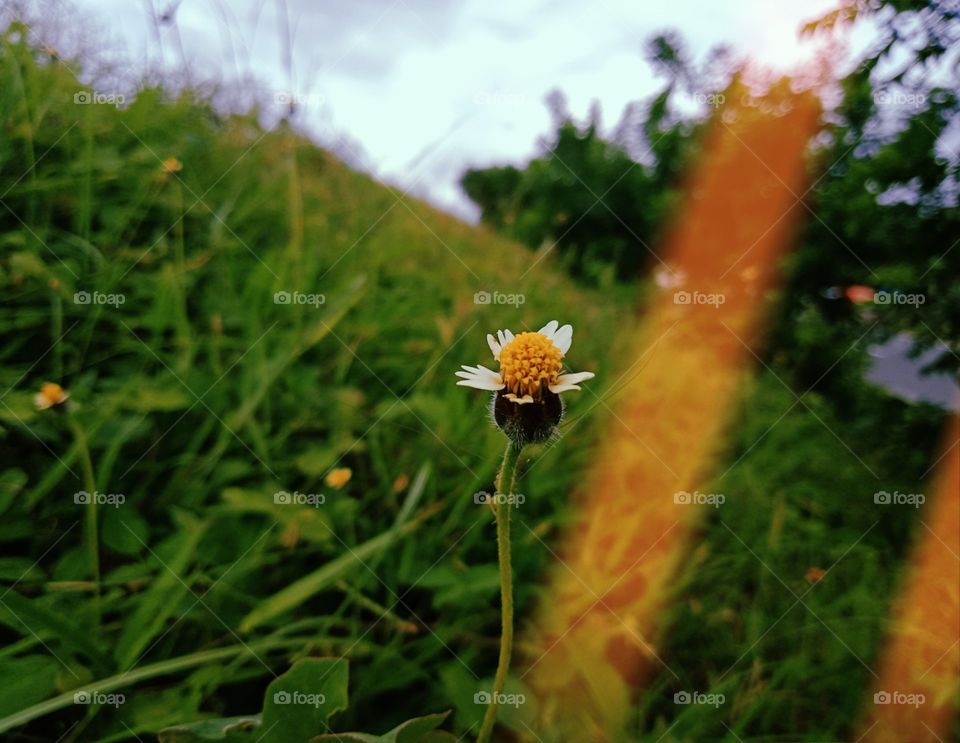 A flower Alone