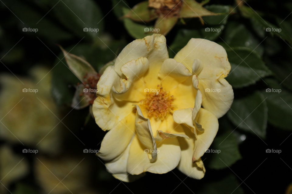 Flower, Rose, No Person, Leaf, Nature