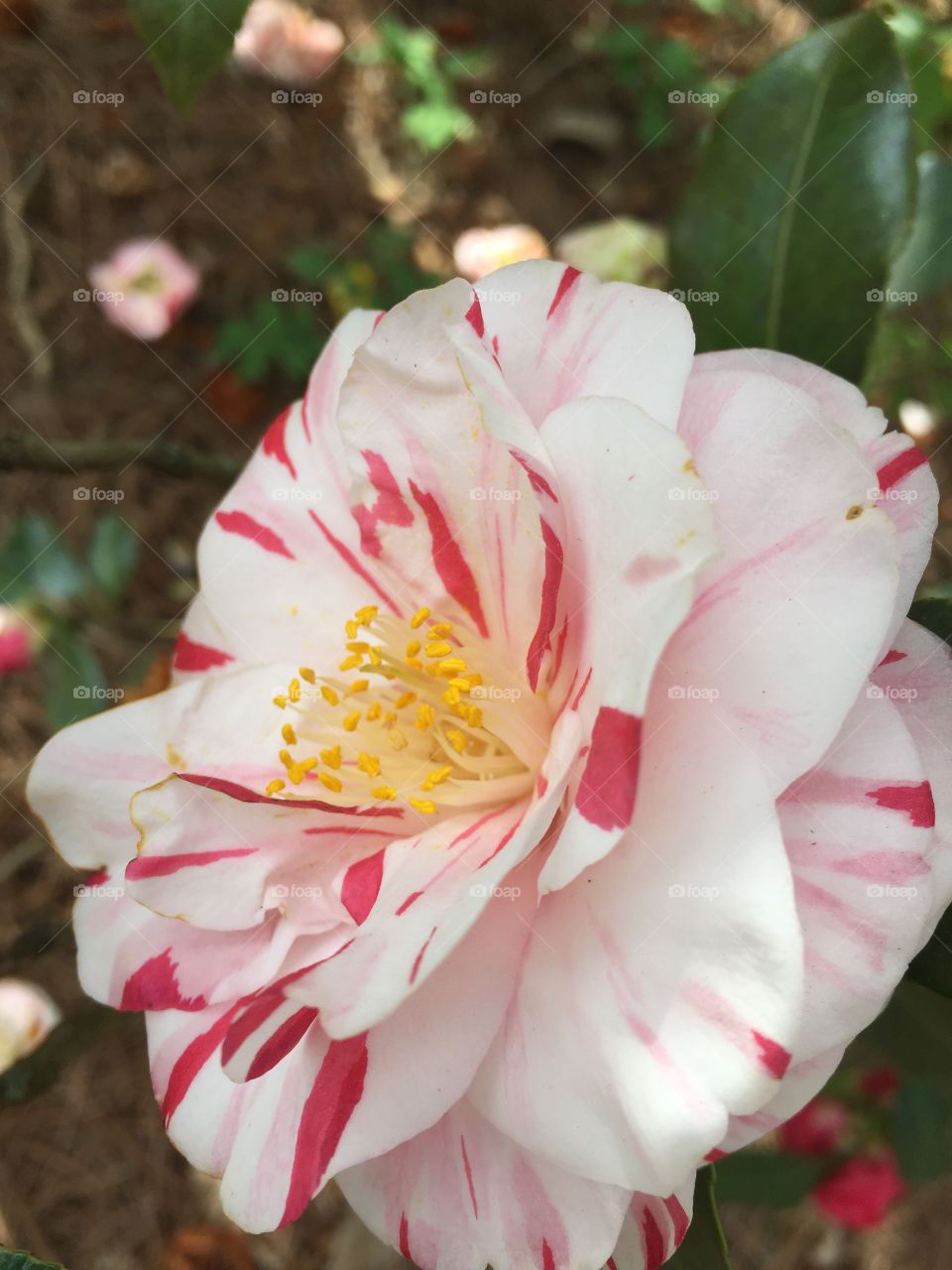 Close-up of flower