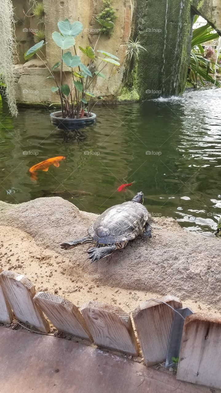 Planking turtle