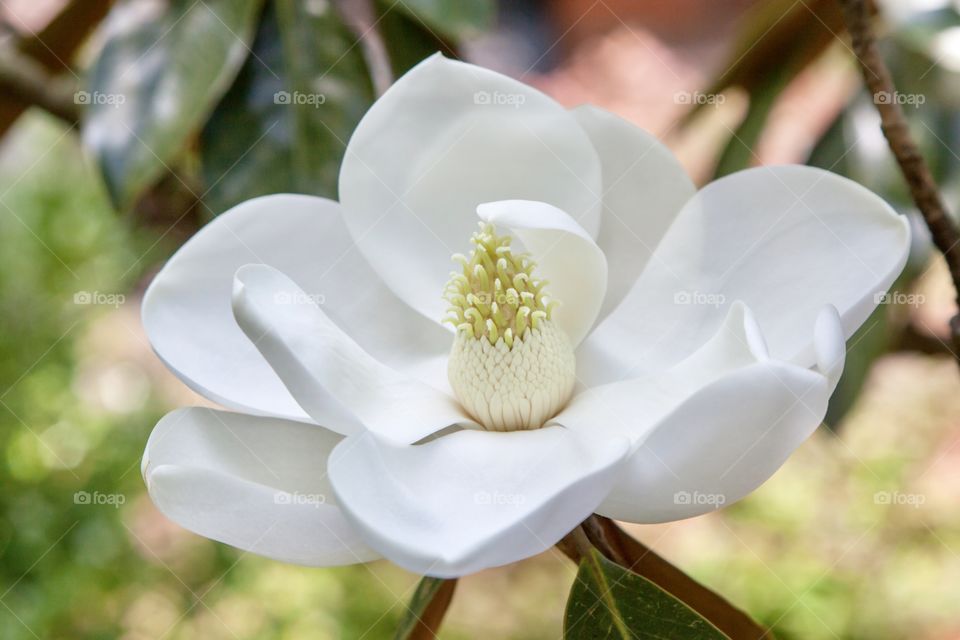 White Magnolia Bloom