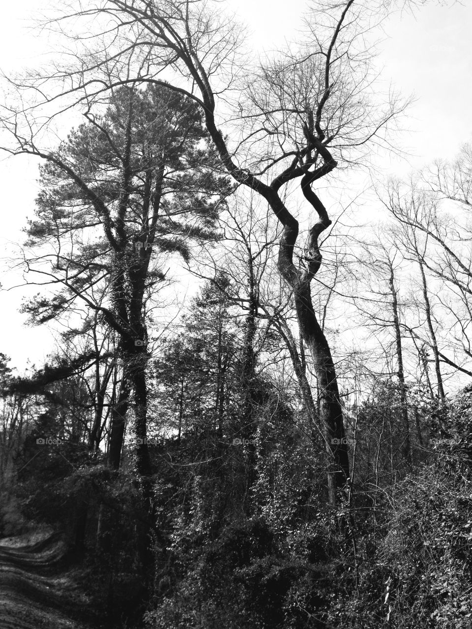 Black and White tree line, tree formation amazement.