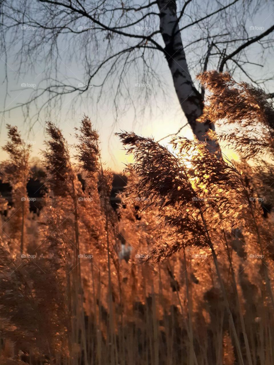 Wild dry river plant in spring sunset