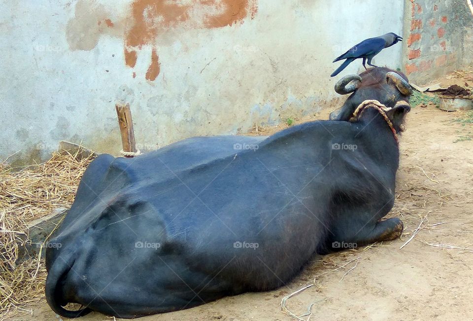 Buffalo head on Crow it's 
super 
both are black 
it's very super