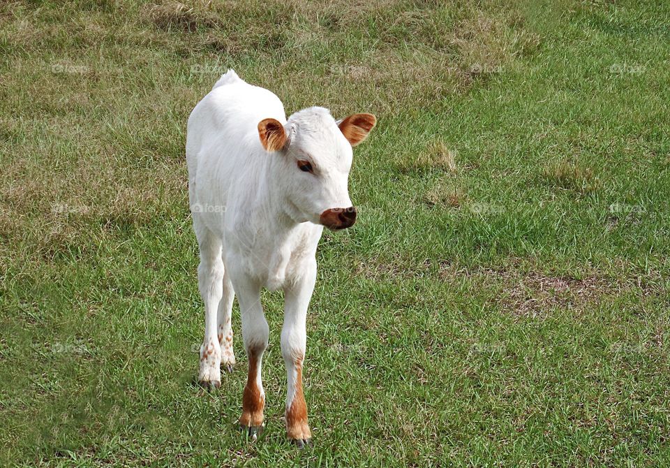 Adorable white calf in a green grass pasture.