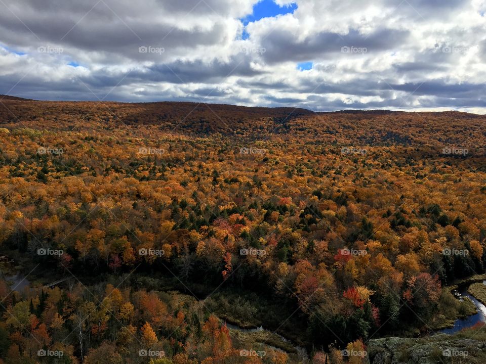 Autumn Forest