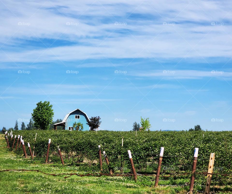 green crops, wood posts, and bright blue farmhouse against blue sky with clouds background in Oregon countryside