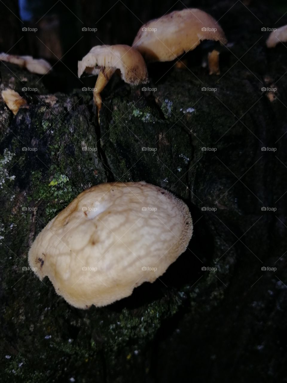 Fungus, Mushroom, No Person, Wood, Tree
