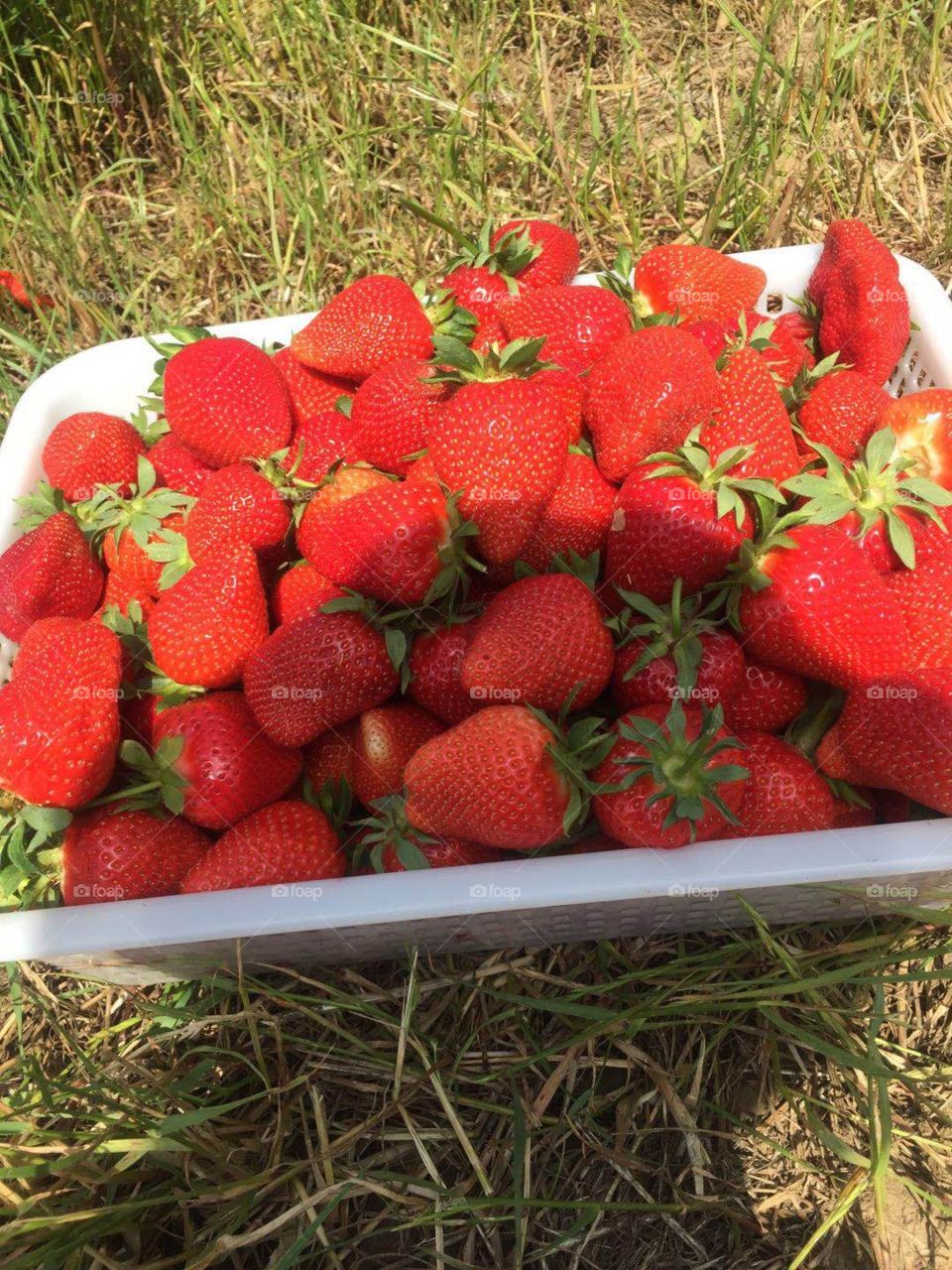 fraises cueillette France ferme de Gally
