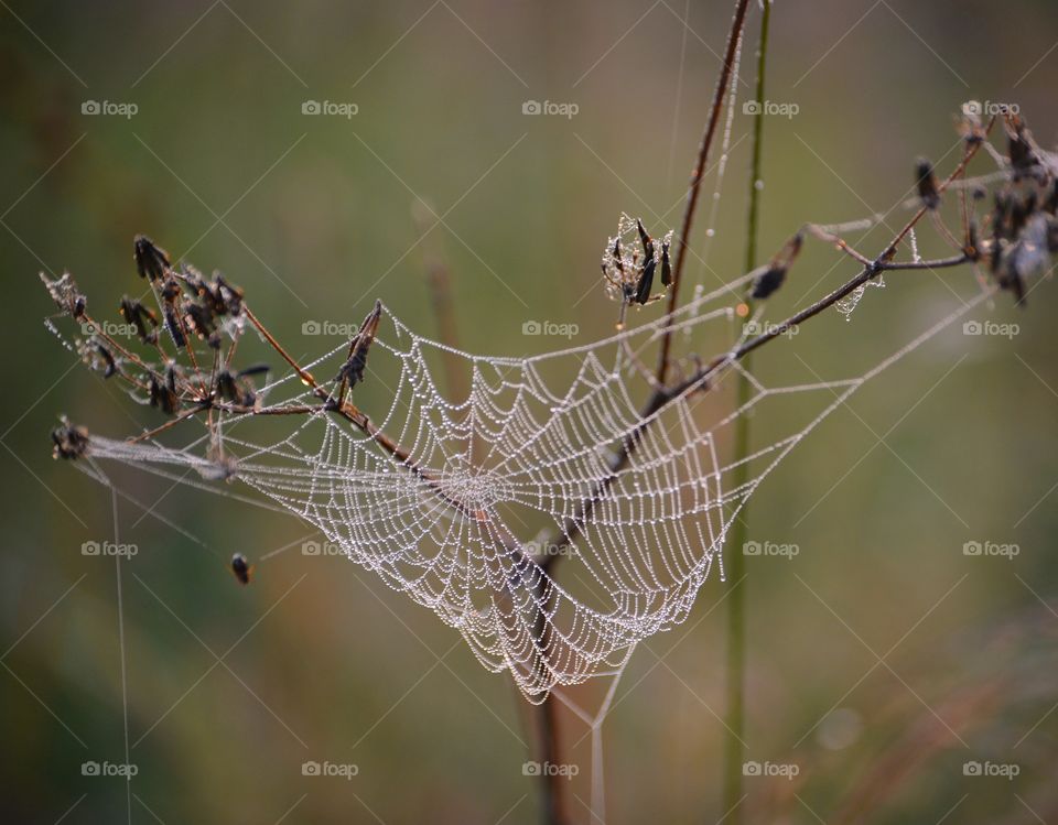 Spider, Spiderweb, Trap, Cobweb, Arachnid