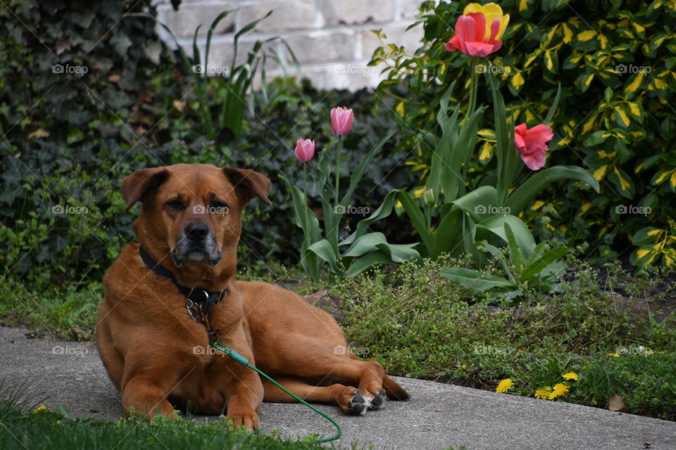 brown dog laying in front of flower garden