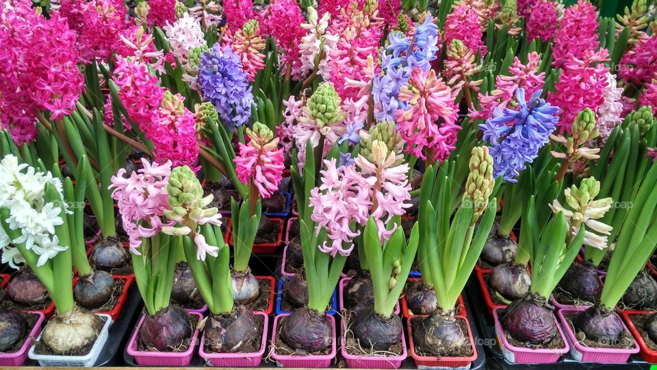 Flowers growing in potted plant at table