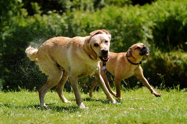 Wet dogs 