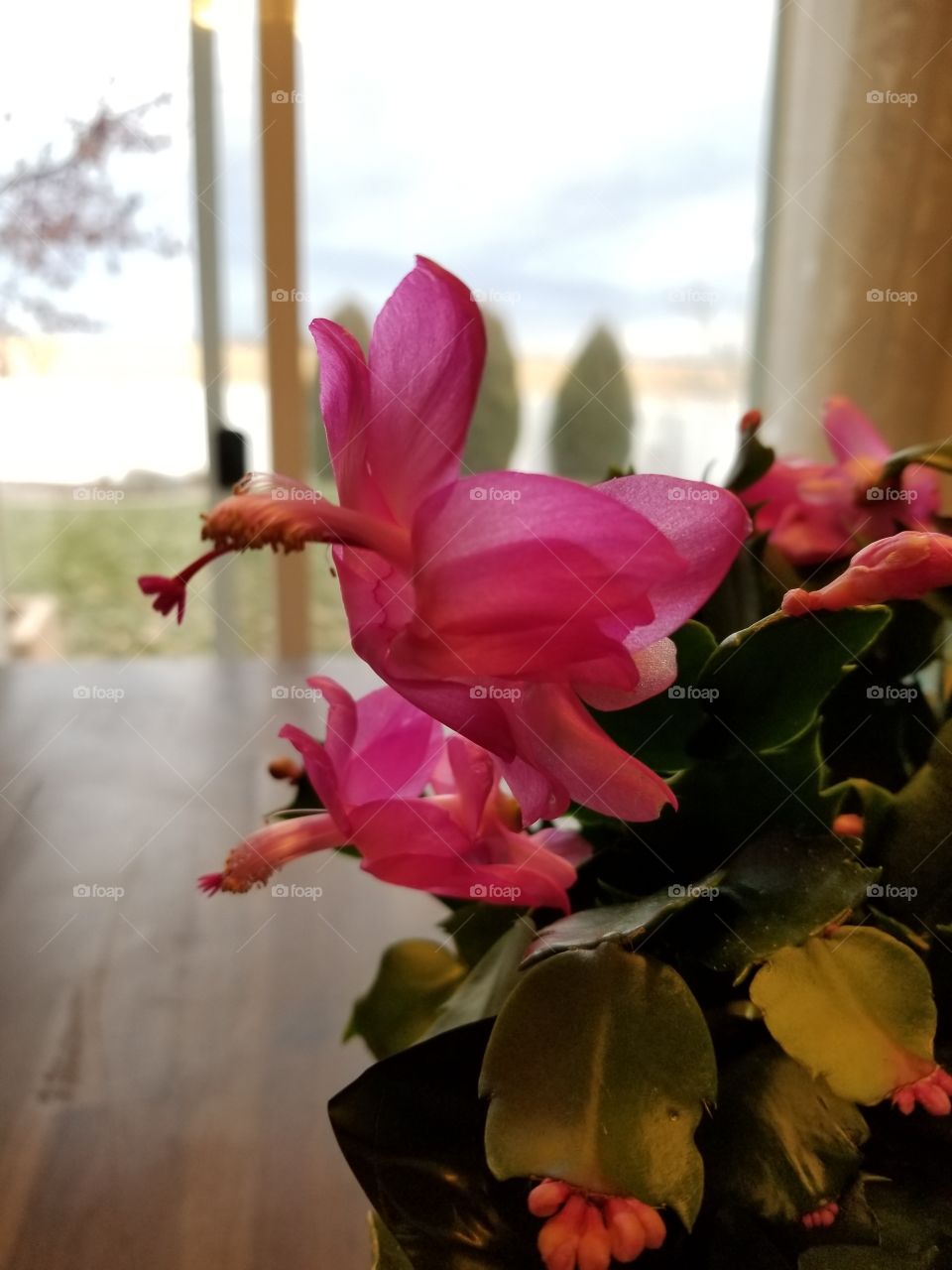 Christmas cactus