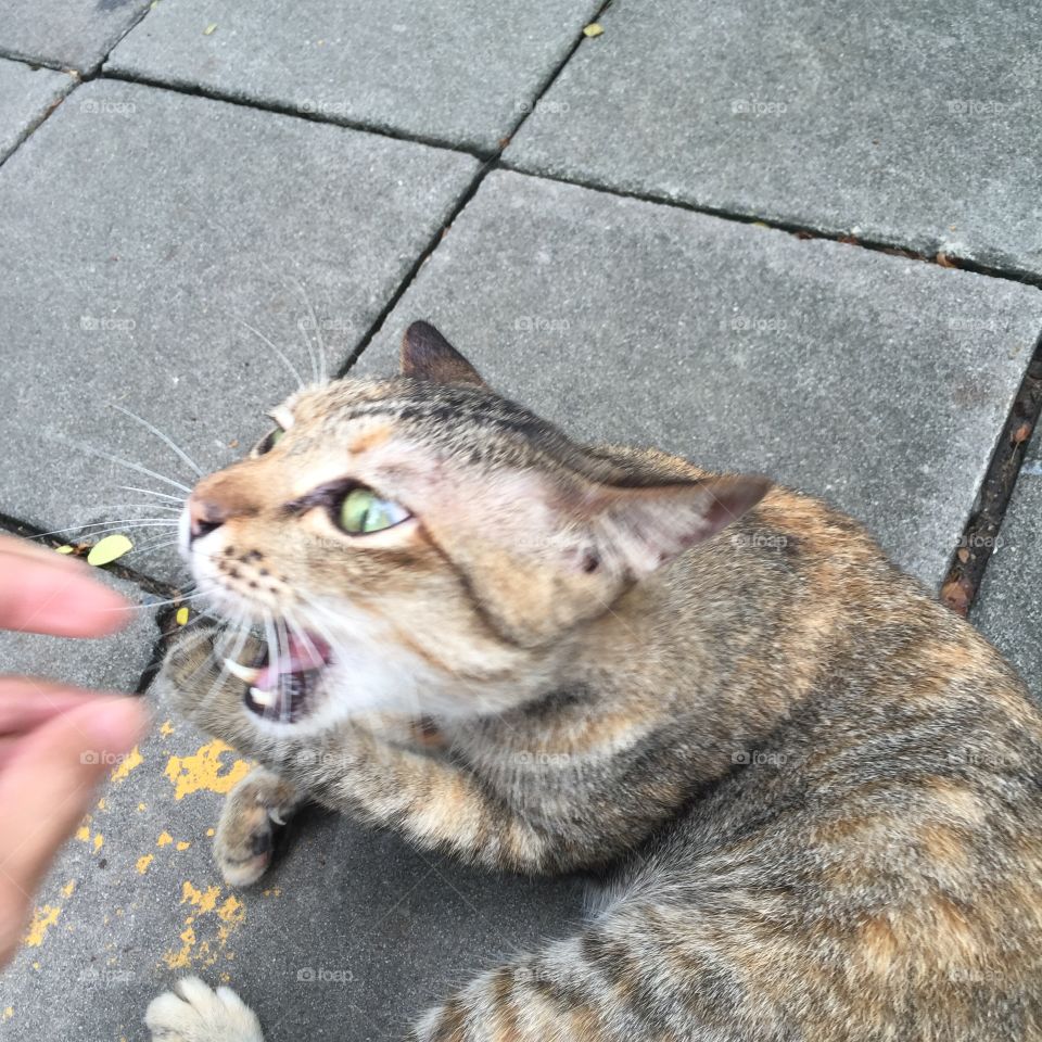 Cat bite my finger