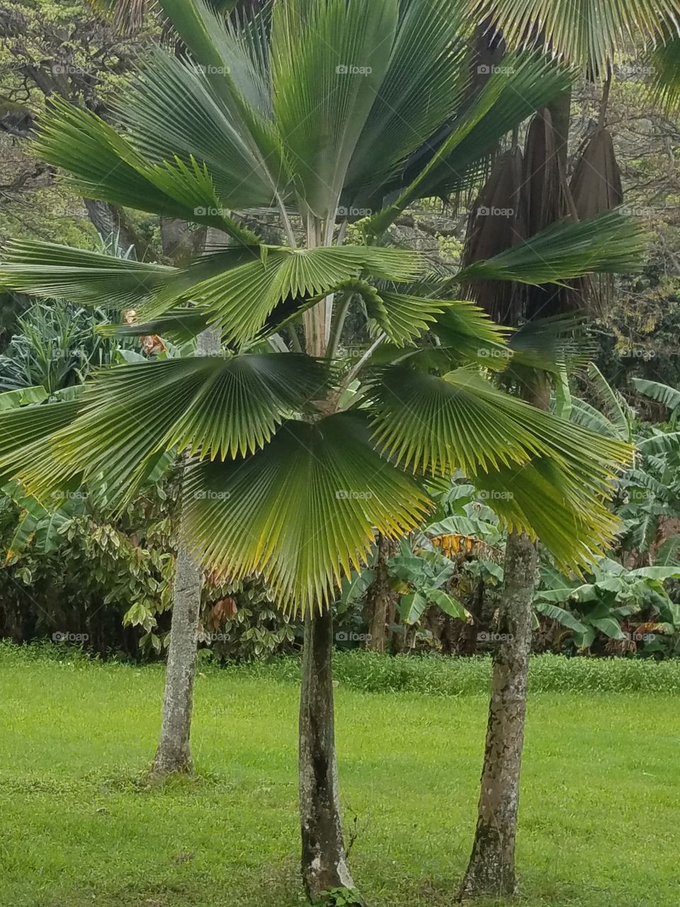 fan palm, Hawaii