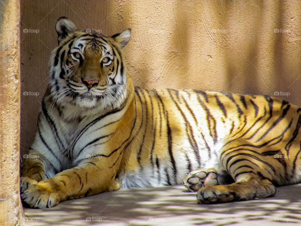 Tiger enjoying the shade