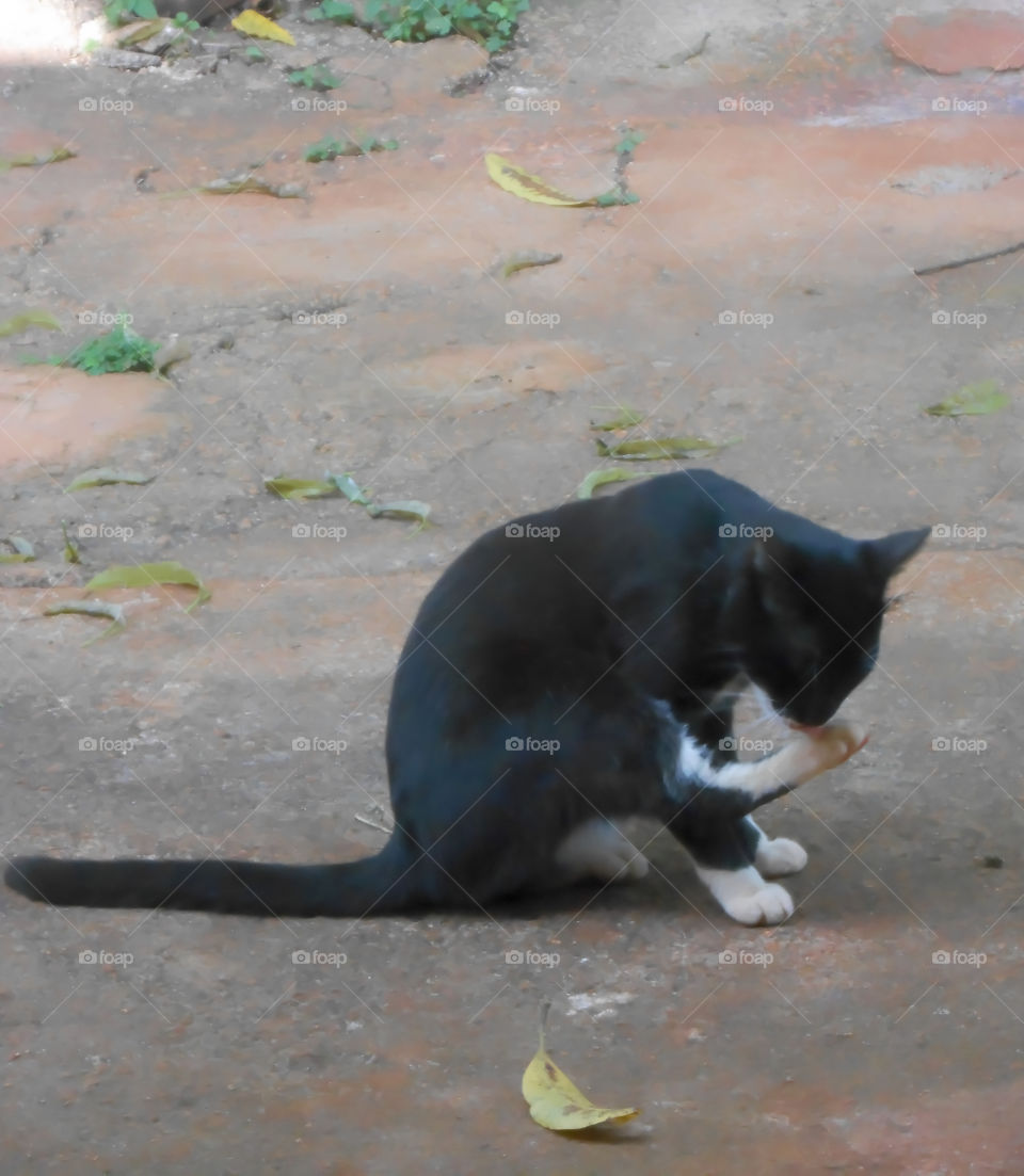 Black and White Cat Grooming