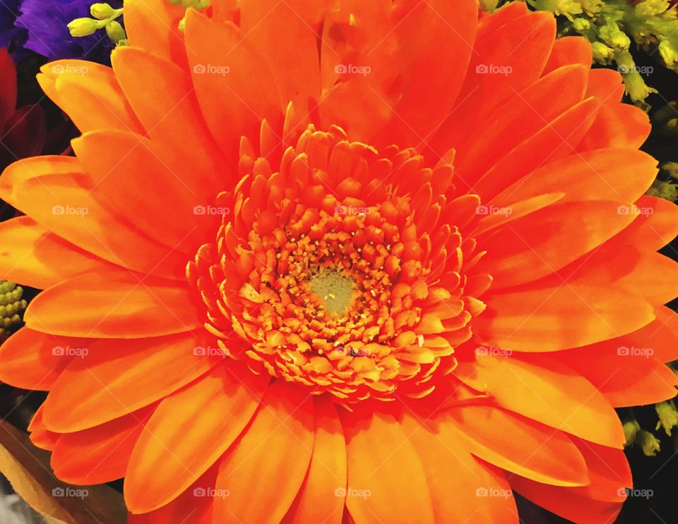 Vibrant orange flower taken up close full frame. Detailed small petals in the center 