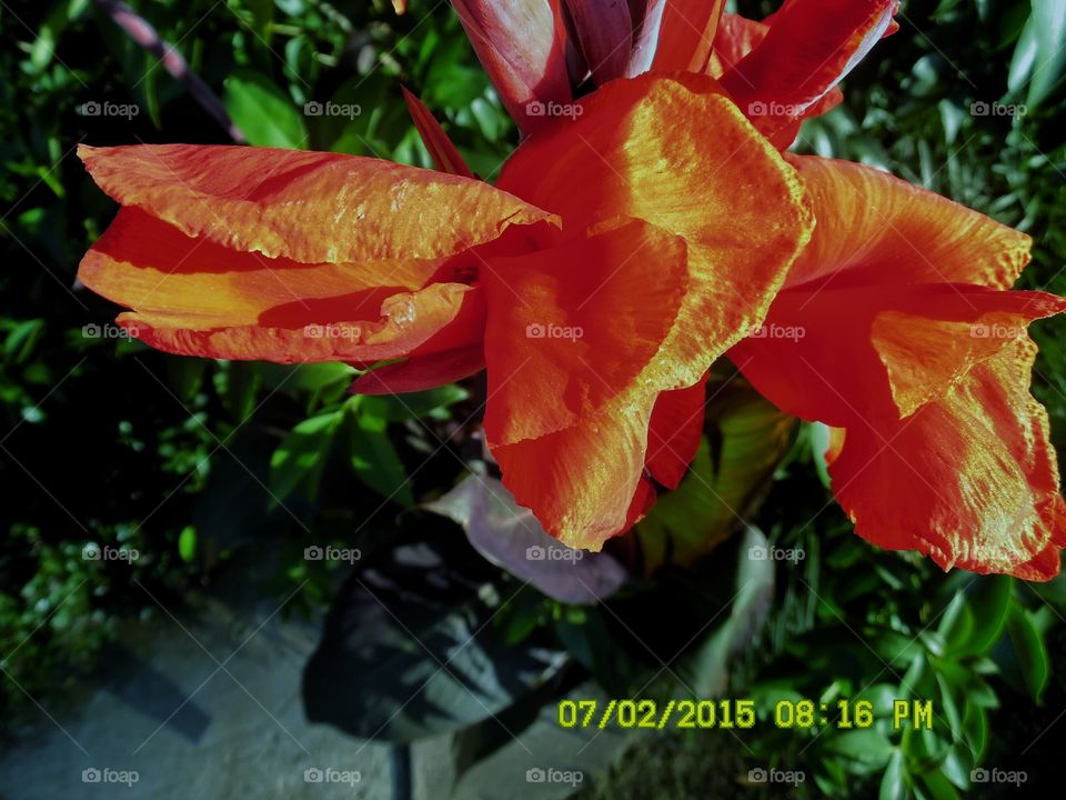 Texas canna flower 🌸. This is a picture of a canna flower 🌸 that is growing in my mother's flower garden Graham Texas